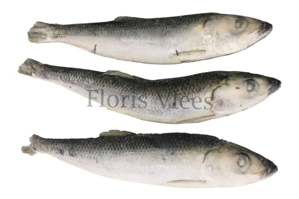 Haring Floris Vlees aas vissen