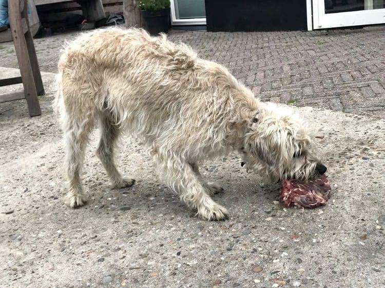 Barf maaltijd - Floris Vlees