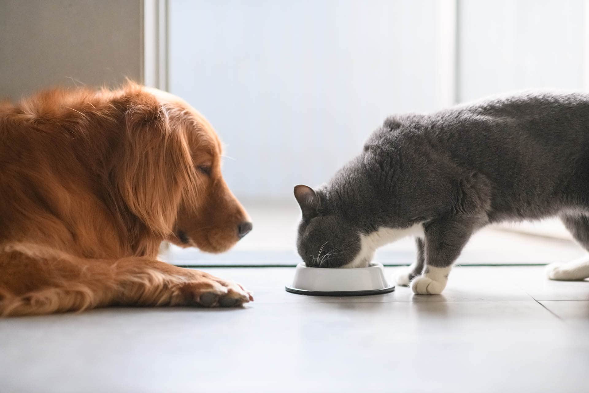 hond en kat eten